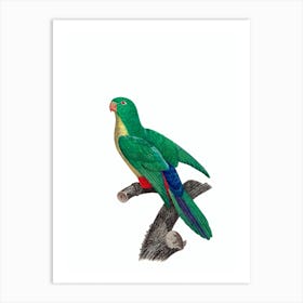 Vintage Parakeet And Parrot Hybrid Bird Illustration on Pure White Art Print