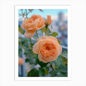 English Roses Painting Rose With A Cityscape 4 Art Print