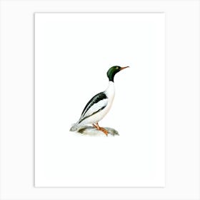 Vintage Common Merganser Bird Illustration on Pure White n.0182 Art Print