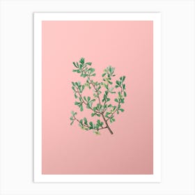 Vintage Three Toothed Purshia Flower Botanical on Soft Pink n.0722 Art Print