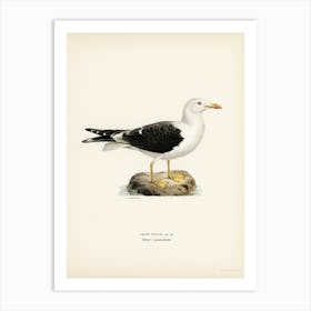 Lesser Blak Backed Gull, The Von Wright Brothers Art Print