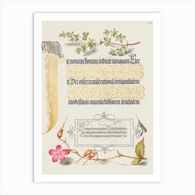 Basil Thyme, Insect, And Herb Robert From Mira Calligraphiae Monumenta, Joris Hoefnagel Art Print