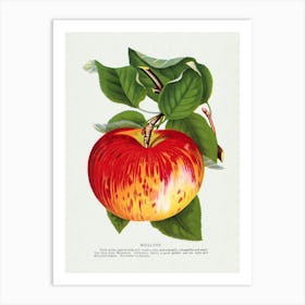 Vintage Botanical Art Print Red Apple _2697912 Art Print