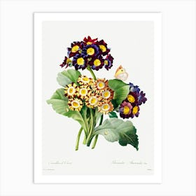 Primula Auricula, Pierre Joseph Redoute Art Print