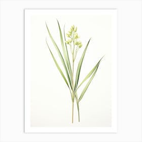 Lemongrass Vintage Botanical Herbs 3 Art Print