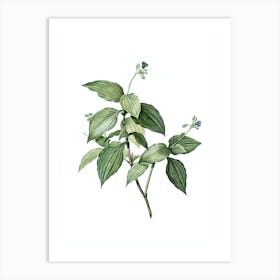 Vintage Tradescantia Erecta Botanical Illustration on Pure White n.0603 Art Print