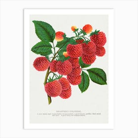 Vintage Raspberry Lithograph Art Print