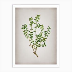Vintage Cape Myrtle Botanical on Parchment n.0725 Art Print
