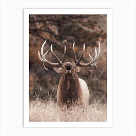 Bugling Bull Elk In Rut Art Print