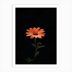 Single Flower 8 Art Print