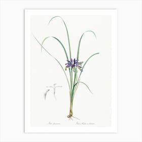 Grass Leaved Iris Illustration From Les Liliacées (1805), Pierre Joseph Redoute Art Print