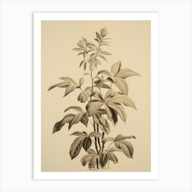 Antique Botanical Drawing Art Print