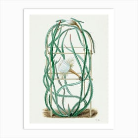 Snake Cactus, Familie Der Cacteen 1 Art Print