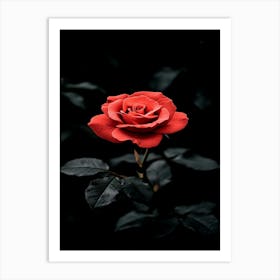 Dark Rose 56 Art Print