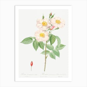 Damask Rose, Also Known As Rosewood Rose Petal, Pierre Joseph Redoute Art Print