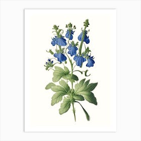 Speedwell Wildflower Vintage Botanical 1 Art Print