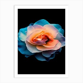 Rose On A Black Background 5 Art Print