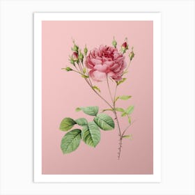 Vintage Pink Cumberland Rose Botanical on Soft Pink n.0774 Art Print