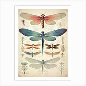 Dragonfly Vintage Species 7 Art Print