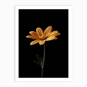 Single Yellow Daisy 4 Art Print