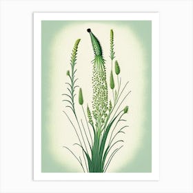 Horsetail Wildflower Vintage Botanical Art Print