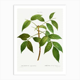 American Ash, Pierre Joseph Redoute Art Print