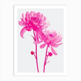 Hot Pink Chrysanthemum 3 Art Print