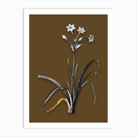 Vintage Crytanthus Vittatus Black and White Gold Leaf Floral Art on Coffee Brown n.0434 Art Print