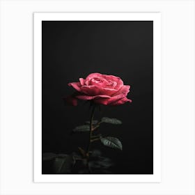 Pink Rose On Black Background 1 Art Print