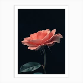 Pink Rose 72 Art Print