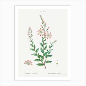 Tarflower, Pierre Joseph Redoute Art Print