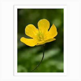 Yellow Flower Art Print