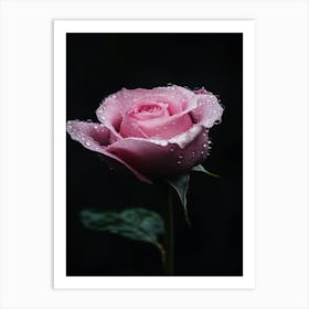 Pink Rose 4 Art Print