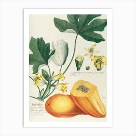 Papaya Art Print