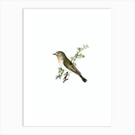 Vintage Red Breasted Flycatcher Bird Illustration on Pure White n.0184 Art Print