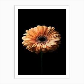 Gerbera Daisy 3 Art Print