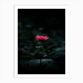 Single Flower In The Dark 56 Art Print