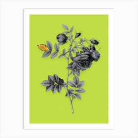 Vintage Turnip Roses Black and White Gold Leaf Floral Art on Chartreuse n.0329 Art Print