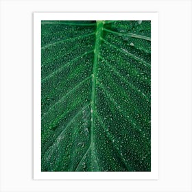 Green Leaf With Water Droplets Art Print