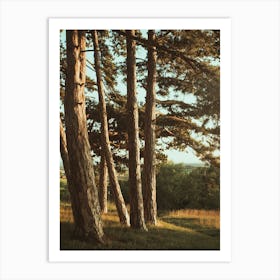 Pine Trees In A Field Art Print