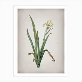 Vintage Crimean Iris Botanical on Parchment n.0548 Art Print