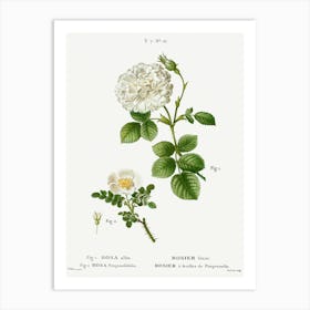 White Rose Of York And Burnet Rose, Pierre Joseph Redoute Art Print