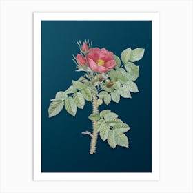 Vintage Kamtschatka Rose Botanical Art on Teal Blue n.0927 Art Print