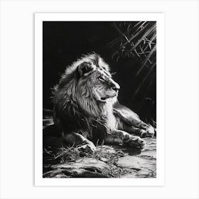 Barbary Lion Charcoal Drawing Resting In The Sun 4 Art Print