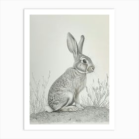 English Silver Rabbit Drawing 2 Art Print
