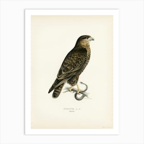 Common Buzzard, The Von Wright Brothers Art Print