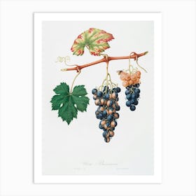 Summer Grape (Vites Vinifera Bicolor) From Pomona Italiana (1817 1839), Giorgio Gallesio Art Print
