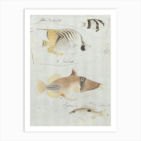 Four Fish, Luigi Balugani Art Print