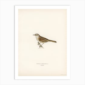 Prunella Modularis, The Von Wright Brothers Art Print