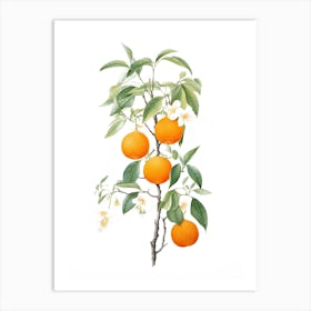 Oranges On A Tree 2 Art Print